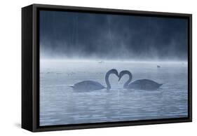 Two Mute Swans in Love, Cygnus Olor, Swim in a Pond in Richmond Park at Sunrise-Alex Saberi-Framed Stretched Canvas