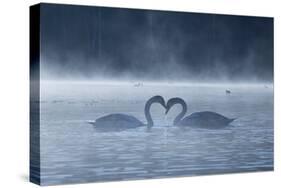 Two Mute Swans in Love, Cygnus Olor, Swim in a Pond in Richmond Park at Sunrise-Alex Saberi-Stretched Canvas