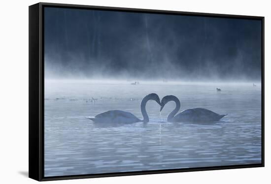 Two Mute Swans in Love, Cygnus Olor, Swim in a Pond in Richmond Park at Sunrise-Alex Saberi-Framed Stretched Canvas