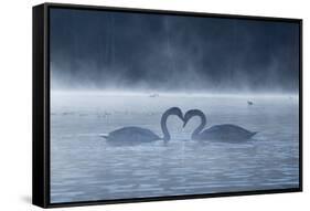 Two Mute Swans in Love, Cygnus Olor, Swim in a Pond in Richmond Park at Sunrise-Alex Saberi-Framed Stretched Canvas