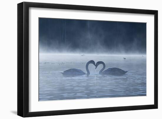 Two Mute Swans in Love, Cygnus Olor, Swim in a Pond in Richmond Park at Sunrise-Alex Saberi-Framed Premium Photographic Print