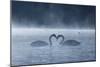 Two Mute Swans in Love, Cygnus Olor, Swim in a Pond in Richmond Park at Sunrise-Alex Saberi-Mounted Premium Photographic Print