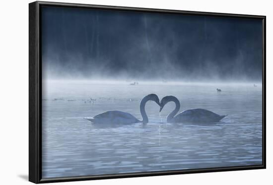 Two Mute Swans in Love, Cygnus Olor, Swim in a Pond in Richmond Park at Sunrise-Alex Saberi-Framed Photographic Print