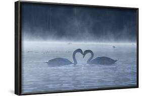 Two Mute Swans in Love, Cygnus Olor, Swim in a Pond in Richmond Park at Sunrise-Alex Saberi-Framed Photographic Print