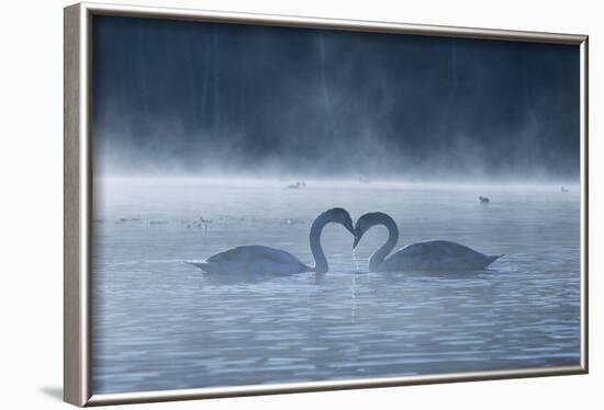 Two Mute Swans in Love, Cygnus Olor, Swim in a Pond in Richmond Park at Sunrise-Alex Saberi-Framed Photographic Print