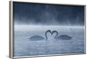 Two Mute Swans in Love, Cygnus Olor, Swim in a Pond in Richmond Park at Sunrise-Alex Saberi-Framed Photographic Print