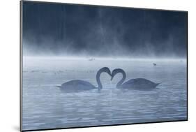 Two Mute Swans in Love, Cygnus Olor, Swim in a Pond in Richmond Park at Sunrise-Alex Saberi-Mounted Photographic Print