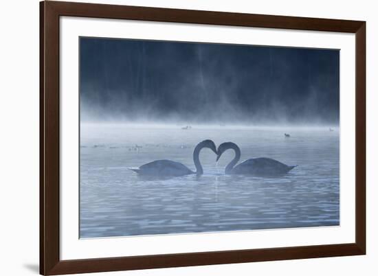 Two Mute Swans in Love, Cygnus Olor, Swim in a Pond in Richmond Park at Sunrise-Alex Saberi-Framed Photographic Print