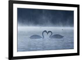 Two Mute Swans in Love, Cygnus Olor, Swim in a Pond in Richmond Park at Sunrise-Alex Saberi-Framed Photographic Print