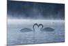 Two Mute Swans in Love, Cygnus Olor, Swim in a Pond in Richmond Park at Sunrise-Alex Saberi-Mounted Photographic Print