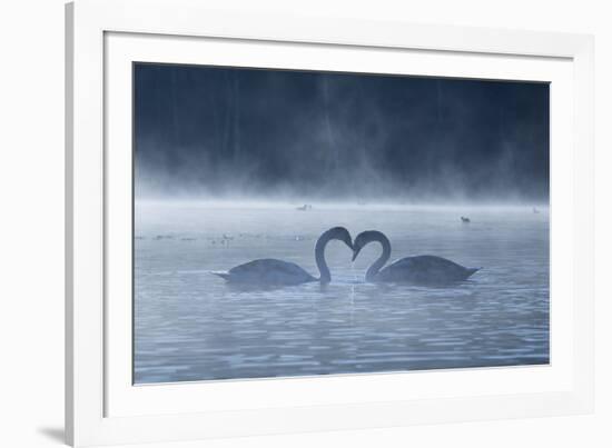 Two Mute Swans in Love, Cygnus Olor, Swim in a Pond in Richmond Park at Sunrise-Alex Saberi-Framed Photographic Print