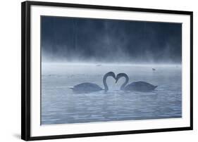 Two Mute Swans in Love, Cygnus Olor, Swim in a Pond in Richmond Park at Sunrise-Alex Saberi-Framed Photographic Print