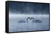 Two Mute Swans in Love, Cygnus Olor, Swim in a Pond in Richmond Park at Sunrise-Alex Saberi-Framed Stretched Canvas