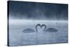 Two Mute Swans in Love, Cygnus Olor, Swim in a Pond in Richmond Park at Sunrise-Alex Saberi-Stretched Canvas