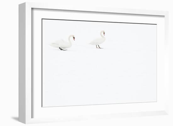 Two Mute swans on snow, Hazerswoude, The Netherlands-Edwin Giesbers-Framed Photographic Print