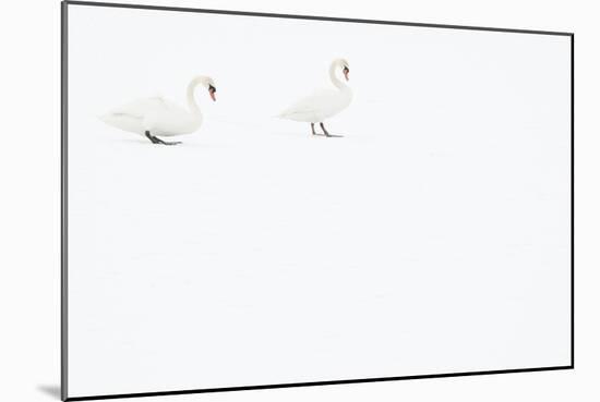Two Mute swans on snow, Hazerswoude, The Netherlands-Edwin Giesbers-Mounted Photographic Print