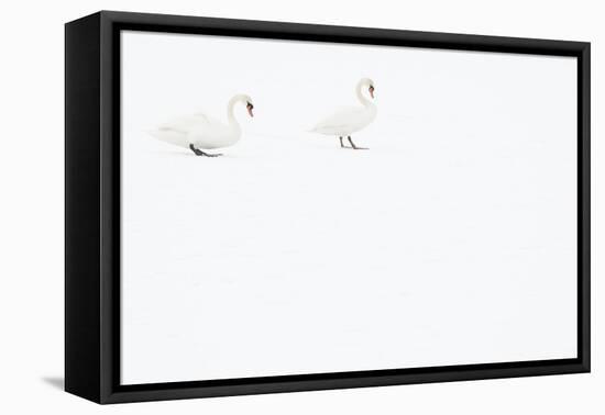 Two Mute swans on snow, Hazerswoude, The Netherlands-Edwin Giesbers-Framed Stretched Canvas