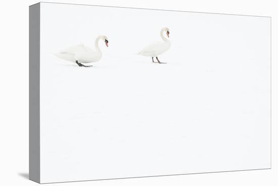 Two Mute swans on snow, Hazerswoude, The Netherlands-Edwin Giesbers-Stretched Canvas