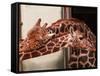 Two New Giraffe Calves Make Their First Apperance at London Zoo, October 1997-null-Framed Stretched Canvas