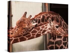 Two New Giraffe Calves Make Their First Apperance at London Zoo, October 1997-null-Stretched Canvas