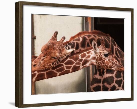 Two New Giraffe Calves Make Their First Apperance at London Zoo, October 1997-null-Framed Photographic Print