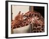 Two New Giraffe Calves Make Their First Apperance at London Zoo, October 1997-null-Framed Photographic Print