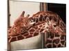 Two New Giraffe Calves Make Their First Apperance at London Zoo, October 1997-null-Mounted Photographic Print
