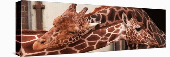 Two New Giraffe Calves Make Their First Apperance at London Zoo, October 1997-null-Stretched Canvas