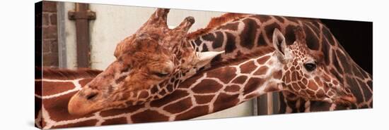 Two New Giraffe Calves Make Their First Apperance at London Zoo, October 1997-null-Stretched Canvas