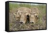 Two Newborn Saiga Antelope (Saiga Tatarica) Calves Lying Down, Cherniye Zemli Nr Kalmykia, Russia-Shpilenok-Framed Stretched Canvas