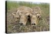 Two Newborn Saiga Antelope (Saiga Tatarica) Calves Lying Down, Cherniye Zemli Nr Kalmykia, Russia-Shpilenok-Stretched Canvas