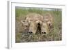 Two Newborn Saiga Antelope (Saiga Tatarica) Calves Lying Down, Cherniye Zemli Nr Kalmykia, Russia-Shpilenok-Framed Photographic Print