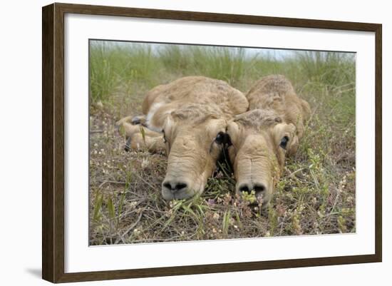 Two Newborn Saiga Antelope (Saiga Tatarica) Calves Lying Down, Cherniye Zemli Nr Kalmykia, Russia-Shpilenok-Framed Photographic Print