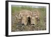 Two Newborn Saiga Antelope (Saiga Tatarica) Calves Lying Down, Cherniye Zemli Nr Kalmykia, Russia-Shpilenok-Framed Photographic Print