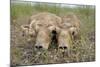 Two Newborn Saiga Antelope (Saiga Tatarica) Calves Lying Down, Cherniye Zemli Nr Kalmykia, Russia-Shpilenok-Mounted Photographic Print