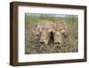 Two Newborn Saiga Antelope (Saiga Tatarica) Calves Lying Down, Cherniye Zemli Nr Kalmykia, Russia-Shpilenok-Framed Photographic Print