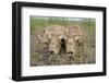 Two Newborn Saiga Antelope (Saiga Tatarica) Calves Lying Down, Cherniye Zemli Nr Kalmykia, Russia-Shpilenok-Framed Photographic Print