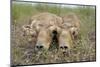 Two Newborn Saiga Antelope (Saiga Tatarica) Calves Lying Down, Cherniye Zemli Nr Kalmykia, Russia-Shpilenok-Mounted Photographic Print