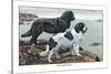 Two Newfoundlands-Louis Agassiz Fuertes-Stretched Canvas