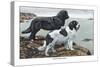 Two Newfoundlands-Louis Agassiz Fuertes-Stretched Canvas