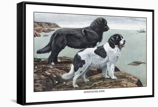 Two Newfoundlands-Louis Agassiz Fuertes-Framed Stretched Canvas