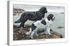 Two Newfoundlands-Louis Agassiz Fuertes-Stretched Canvas