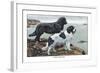 Two Newfoundlands-Louis Agassiz Fuertes-Framed Art Print