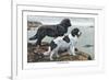 Two Newfoundlands-Louis Agassiz Fuertes-Framed Art Print