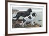 Two Newfoundlands-Louis Agassiz Fuertes-Framed Art Print