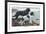 Two Newfoundlands-Louis Agassiz Fuertes-Framed Premium Giclee Print