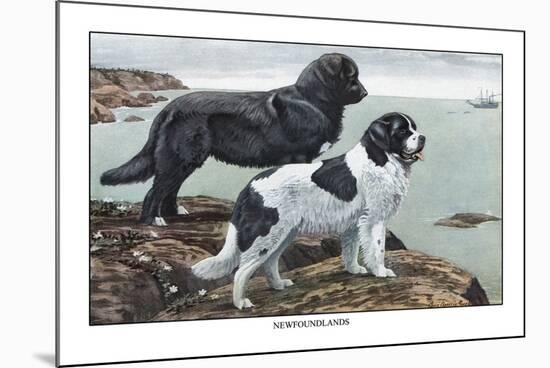 Two Newfoundlands-Louis Agassiz Fuertes-Mounted Premium Giclee Print