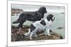 Two Newfoundlands-Louis Agassiz Fuertes-Mounted Premium Giclee Print