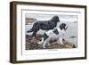 Two Newfoundlands-Louis Agassiz Fuertes-Framed Premium Giclee Print