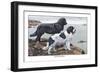 Two Newfoundlands-Louis Agassiz Fuertes-Framed Premium Giclee Print